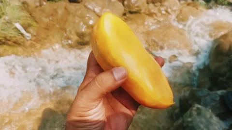 Holding Fresh Ripe Yellow Mango Fruit Near Natural Mountain Stream Stock Footage 345944788