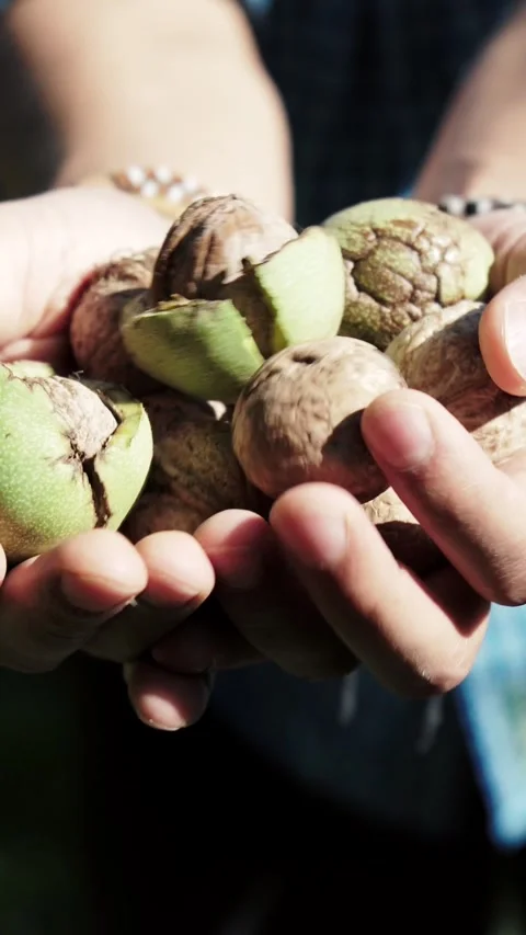 Holding freshly harvested walnuts in hands outdoors Stock Footage 346397102