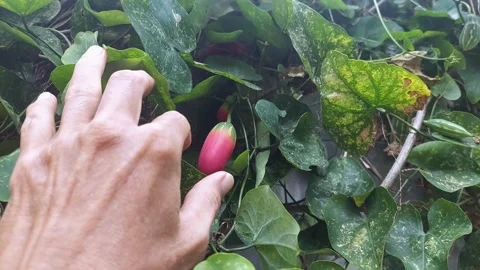 Holding Fruit Video stock 297611293