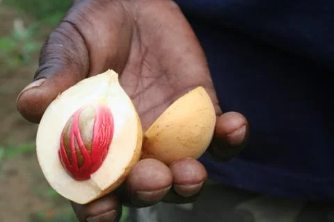 Holding a Fruit Foto stock