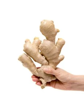 Holding ginger root isolated on white background Foto stock