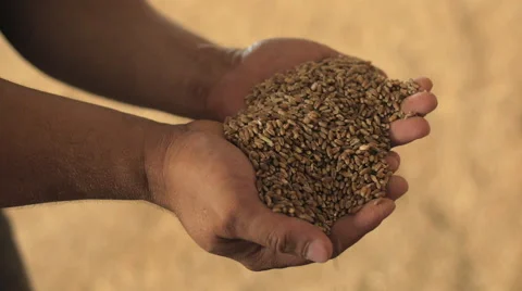 Holding grain in hands - HD 動画素材 43105258