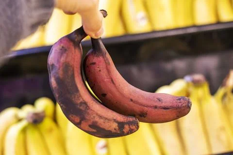 Holding in hand a bunch of small brown bananas in a supermarket store Stock Photos
