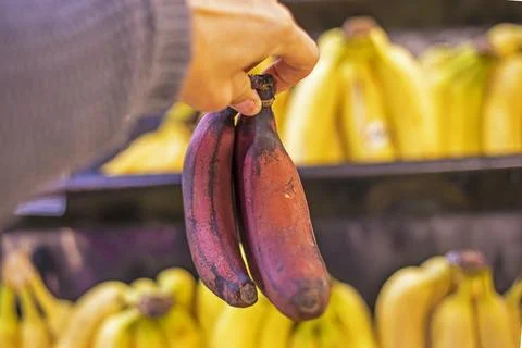 Holding in hand a bunch of small brown bananas in a supermarket store Stock Photos