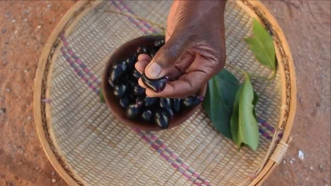 Holding a handfull of Java plum or jambu fruits (Syzygium cumini) Video stock 290215823