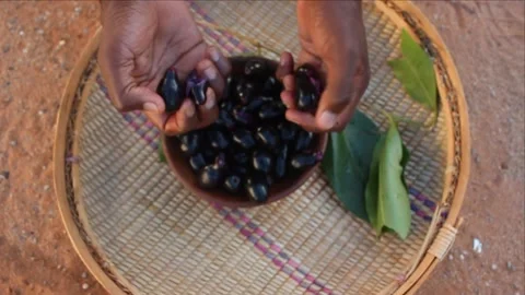 Holding a handfull of Java plum or jambu fruits (Syzygium cumini) Video stock 290216450