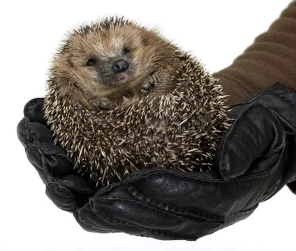 Holding a hedgehog Stock Photos