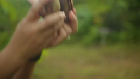 Holding illipe nut Stock Footage 214766685