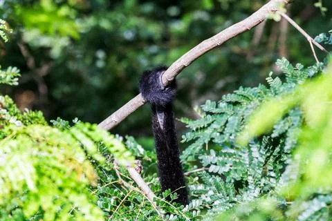 Holding on by its tail Stock Photos