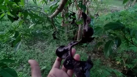 Holding jengkol with hand Video stock 203332232