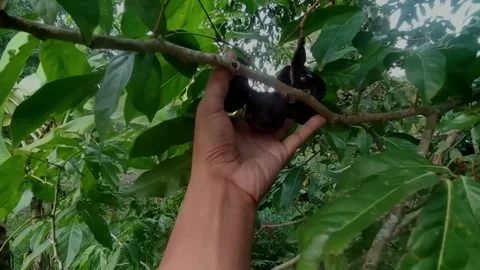 Holding jengkol with hand Stock Footage 203332327