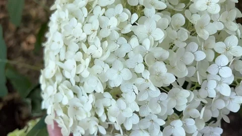 Holding large hydrangea flower cluster Stock Footage 219085176