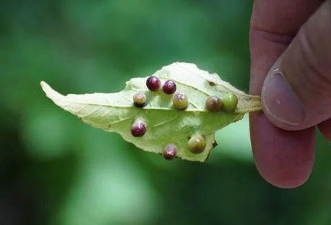Holding a leaf with Grape phylloxera, an insect pest of grapevines worldwide Stock Photos
