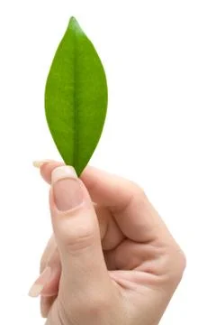 Holding a Leaf Isolated on a White Background Foto stock