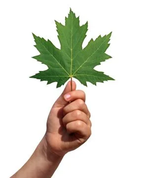 Holding a leaf Stock Photos