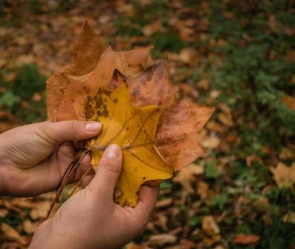 Holding leafs in park Fotos de archivo