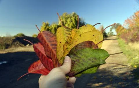 Holding leafs Stock Photos