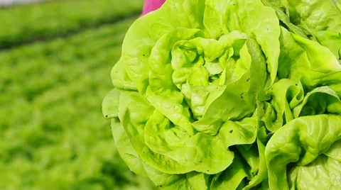 Holding lettuce Stock-Footage 58857631
