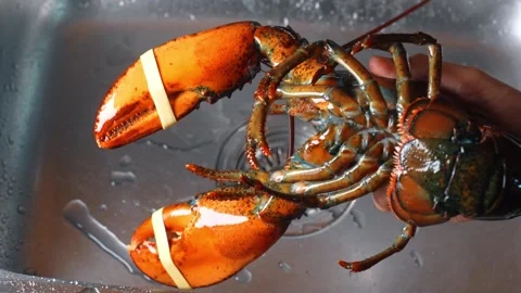 Holding a live lobster over a kitchen sink with water in the background. A Stock Footage 343797759