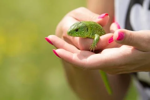 Holding a lizard Stockfoto's