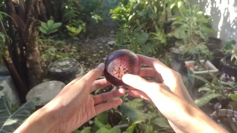Holding A Mangosteen Fruit Видео 337915006