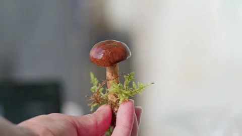 Holding a mushroom Stockbeeldmateriaal 318226793