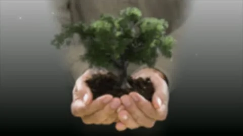 Holding an oak tree 스톡 동영상 10739205