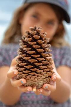 Holding out a fallen pine cone Stock Photos