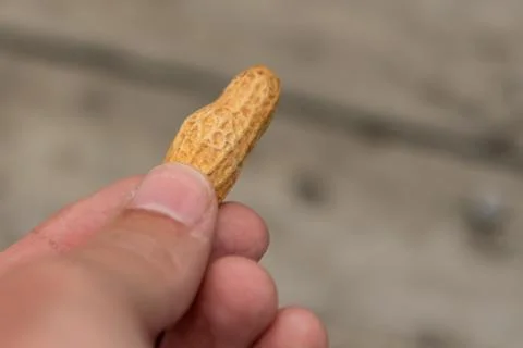 Holding Out Peanut in Shell 写真素材