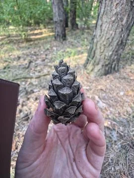 Holding pine cone forest background Stock Photos