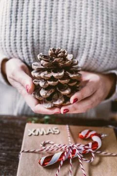 Holding pine cone Stock Photos