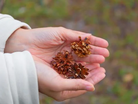 Holding pine cones in the hands Stock Photos