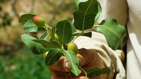 Holding a pistachio branch Stock Footage 91297553