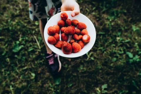 Holding plate of strawberries in hands Stock Photos
