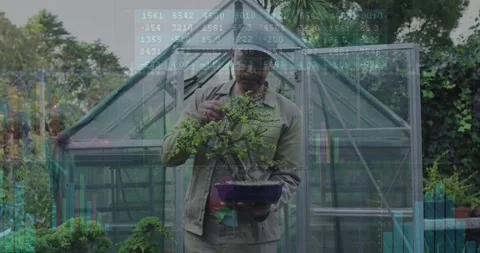 Holding pot, man in cap and jacket pruning bonsai in backyard beside greenhouse Stock Footage 331593241