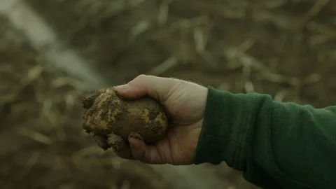 HOLDING POTATO Stock Footage 86659406