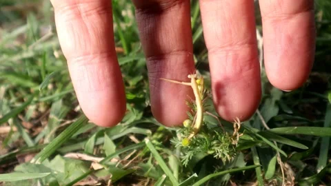 Holding praying mantis  close up praying mantis on the hand |insect in nature. 스톡 동영상 141230479