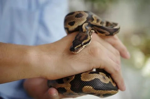 Holding a Python Snake with Hands in Close-Up View Foto stock