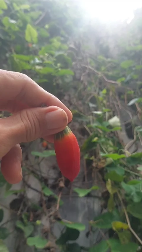 Holding Red Fruit, Vertical 스톡 동영상 299606668