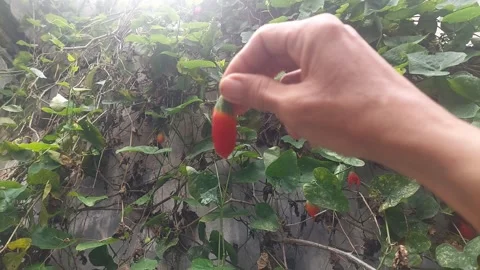 Holding Red Ripe Fruit Stock Footage 299606628