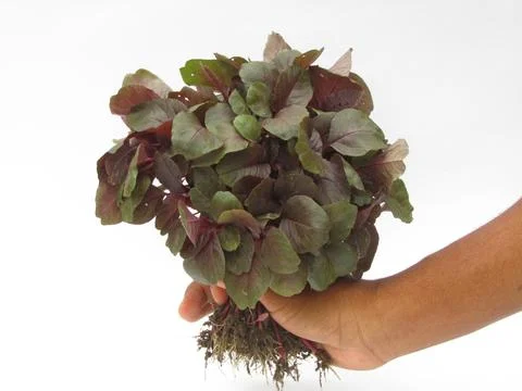 Holding red spinach with hand Stock Photos
