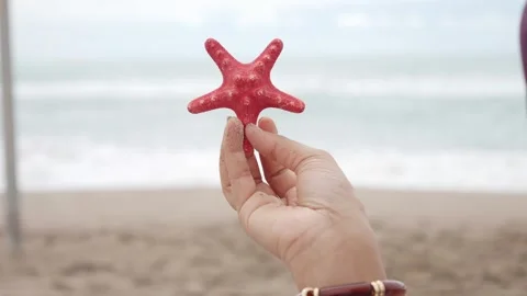 Holding a red starfish at the beach Stock Footage 342384118