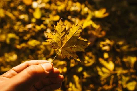 Holding red/yellow maple leaf Stock Photos