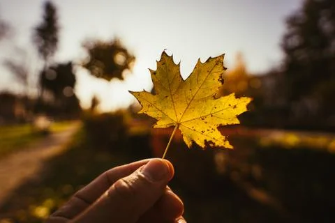 Holding red/yellow maple leaf Stock Photos