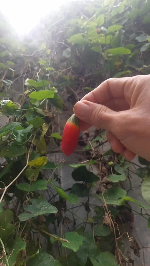 Holding Ripe Fruit, Vertical Stock-Footage 299606646