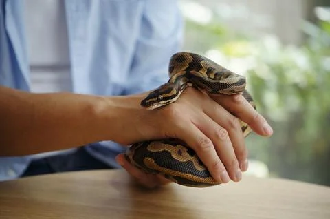 Holding a Royal Python Snake Indoors Without Fear Stock Photos