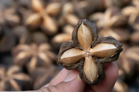 Holding sacha inchi Stock Photos