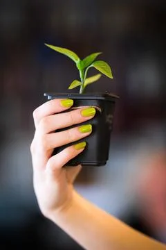 Holding a sampling Stock Photos