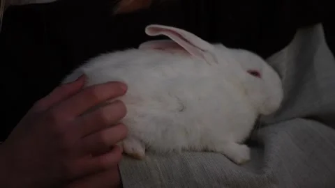 Holding Scared White Baby Rabbit Gently in Hands Fearful Animal Close Up Stock Footage 325693674
