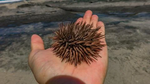 Holding Sea Urchin Stock Photos